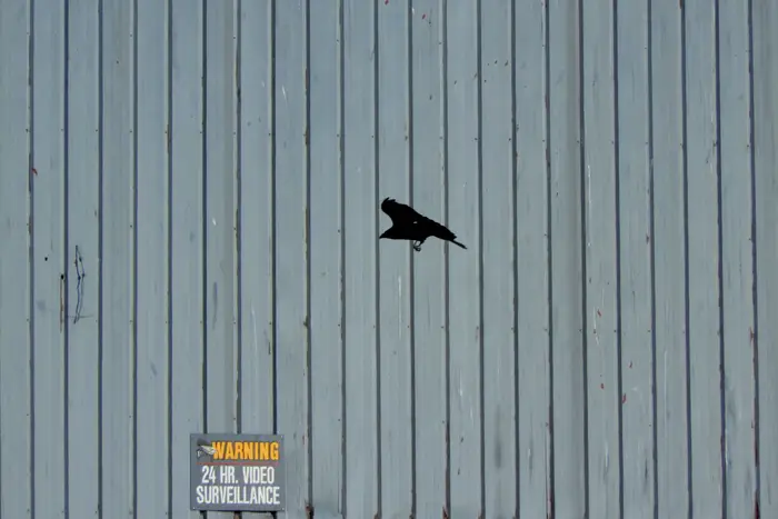 A photo of a raven near Randalls Island